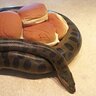 SerpentBakery